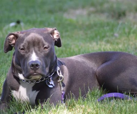 South Valley Animal Clinic
