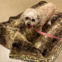 Taylor Ranch Veterinary Hospital ico
