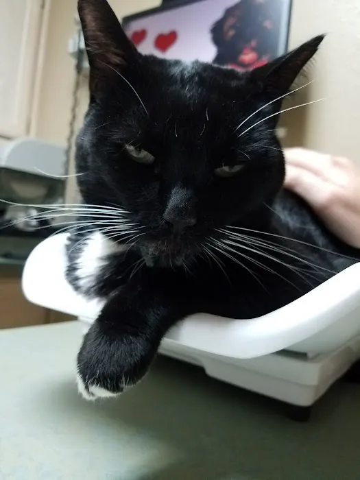 VCA Advanced Care Animal Hospital Picture 7