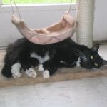 VCA Bedford Meadows Animal Hospital