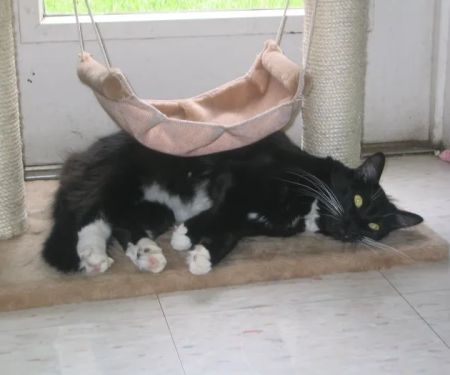 VCA Bedford Meadows Animal Hospital