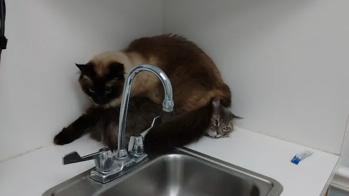 VCA Bedford Meadows Animal Hospital Picture 3