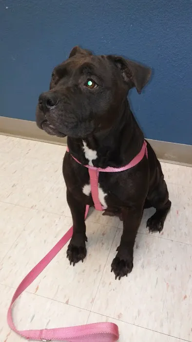 VCA Bedford Meadows Animal Hospital Picture 2