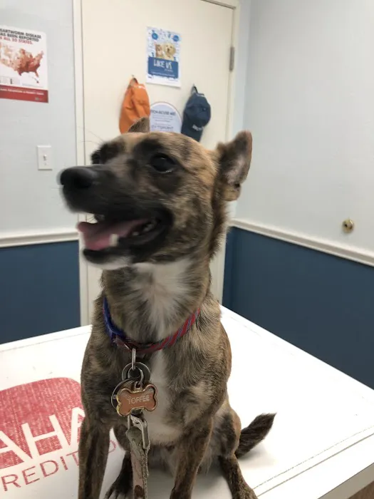 VCA Bedford Meadows Animal Hospital Picture 7