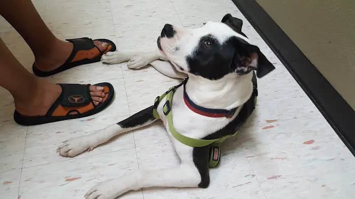 VCA Bedford Meadows Animal Hospital Picture 9
