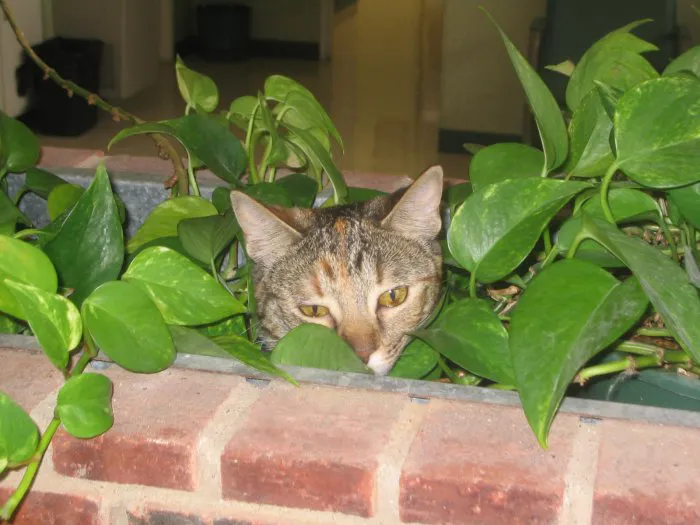 VCA Bedford Meadows Animal Hospital Picture 10