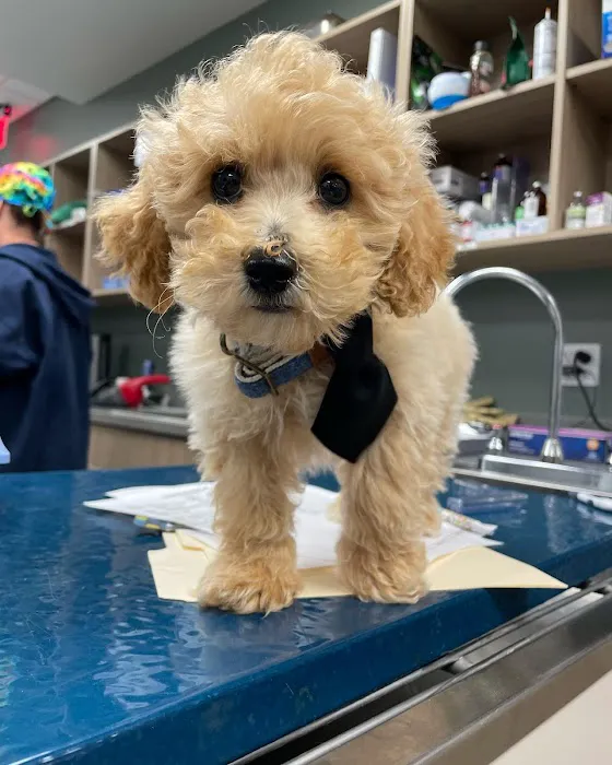 Bedford Oaks Family Vet Picture 5