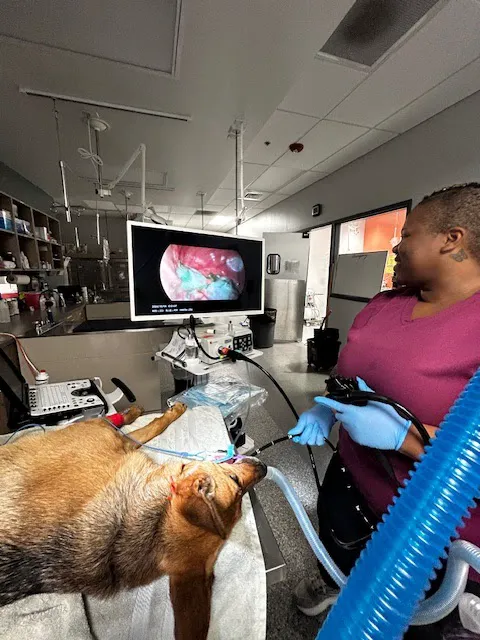 Bedford Oaks Family Vet Picture 10