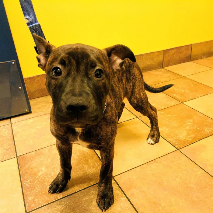Banfield Pet Hospital Picture 2