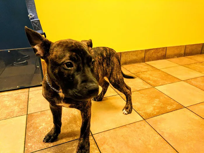 Banfield Pet Hospital Picture 7