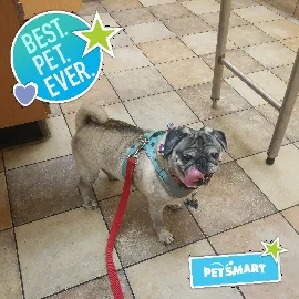 Banfield Pet Hospital Picture 9