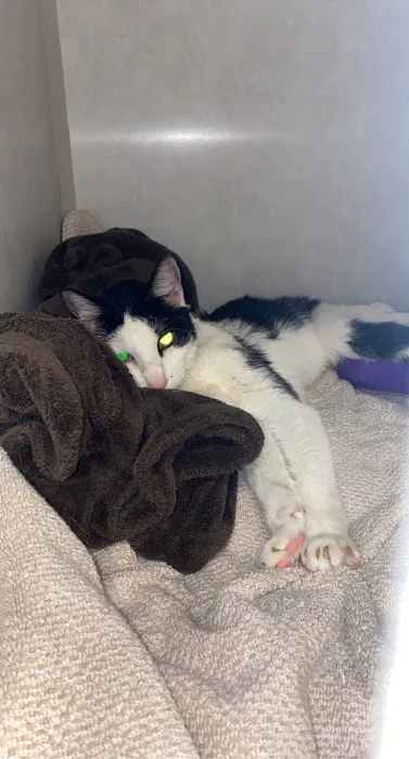 Hartland Cat Hospital Picture 2