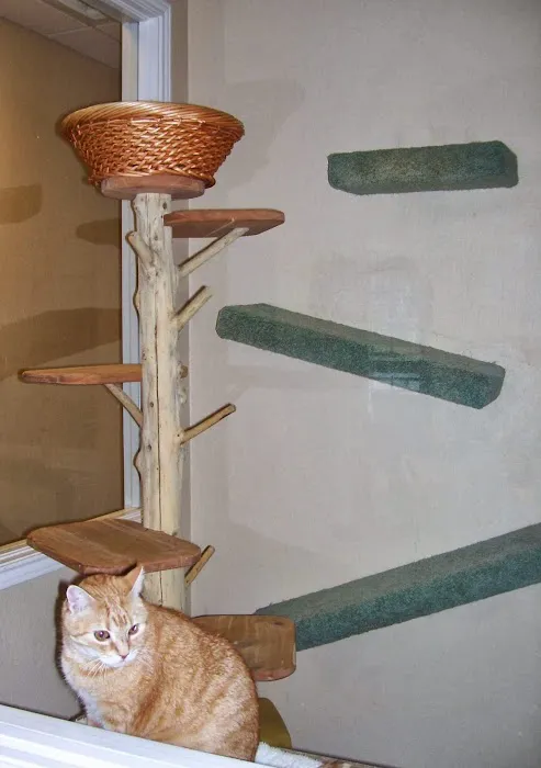 Hartland Cat Hospital Picture 5