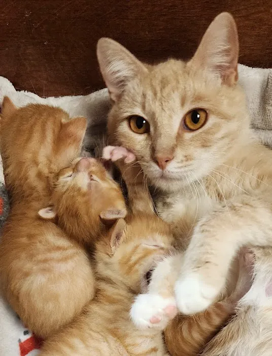 Hartland Cat Hospital Picture 6