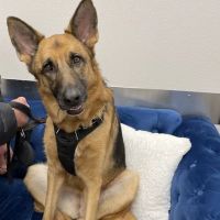 truBOND Veterinary Center ico