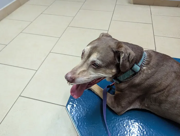 Brown Trail Animal Hospital Picture 3