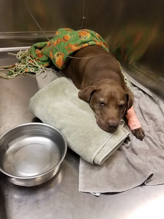 Brown Trail Animal Hospital Picture 7