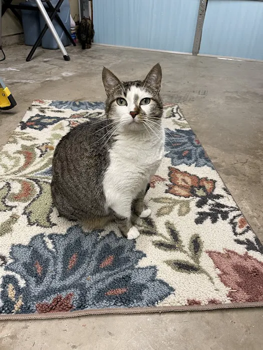 Brown Trail Animal Hospital Picture 6