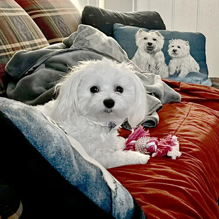 Brown Trail Animal Hospital Picture 8