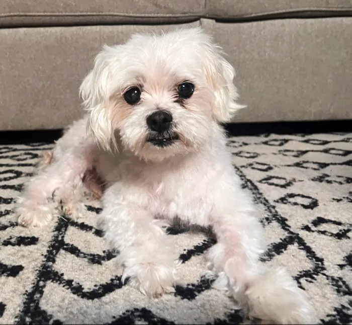 Towne Center Animal Hospital and Pet Hotel Picture 1