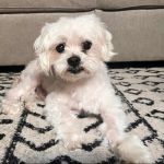 Towne Center Animal Hospital and Pet Hotel