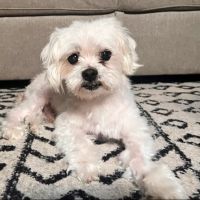 Towne Center Animal Hospital and Pet Hotel ico