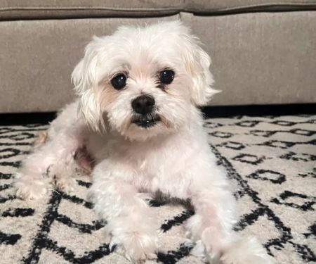 Towne Center Animal Hospital and Pet Hotel