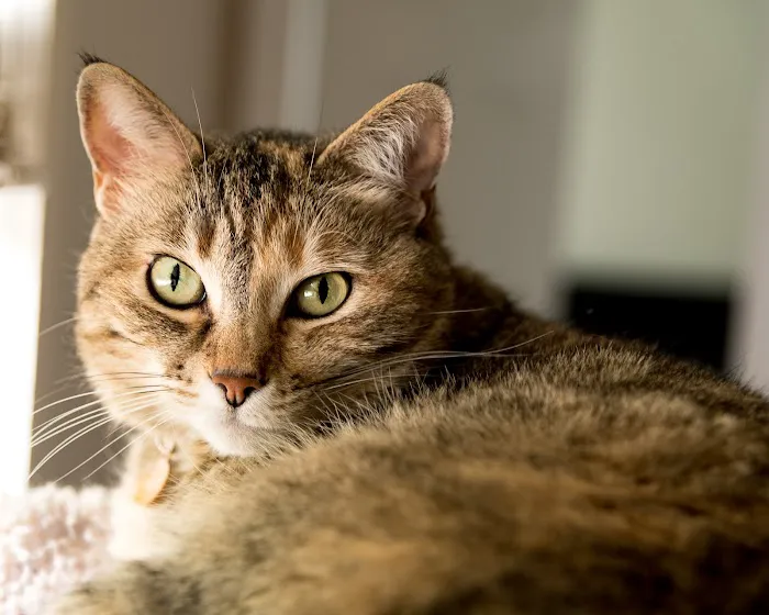 Towne Center Animal Hospital and Pet Hotel Picture 6