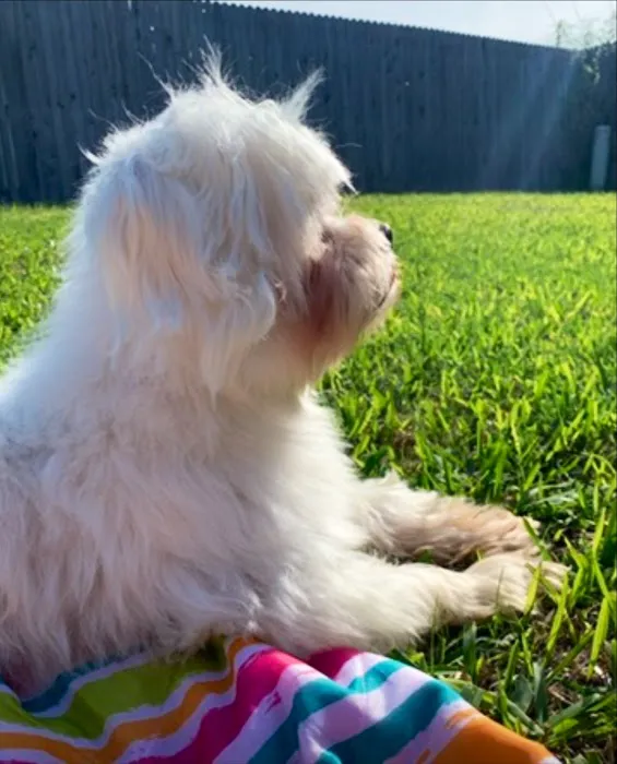 Towne Center Animal Hospital and Pet Hotel Picture 4