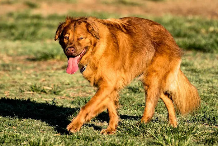 Towne Center Animal Hospital and Pet Hotel Picture 10