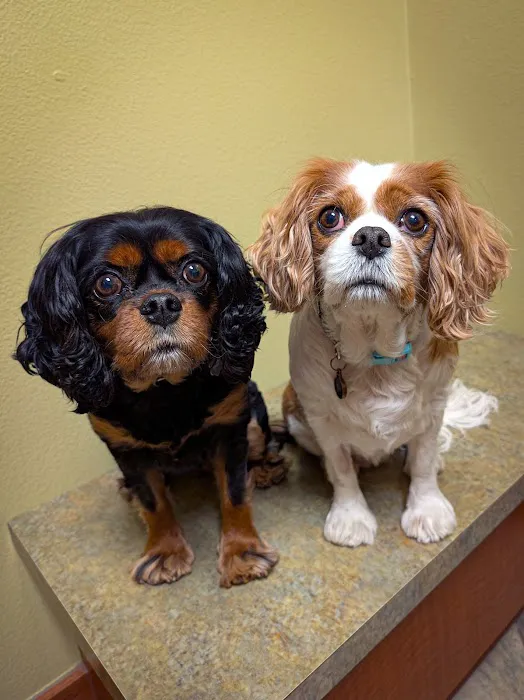 Colleyville Animal Clinic Picture 1