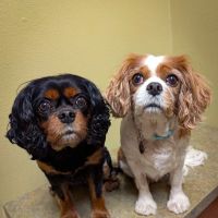 Colleyville Animal Clinic ico