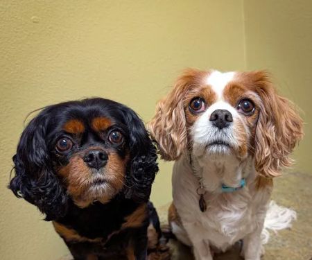 Colleyville Animal Clinic