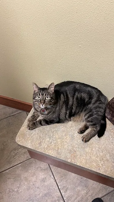 Colleyville Animal Clinic Picture 5