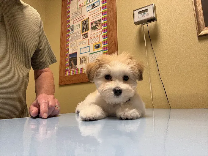 Colleyville Animal Clinic Picture 6