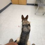 TLC Pet Hospital