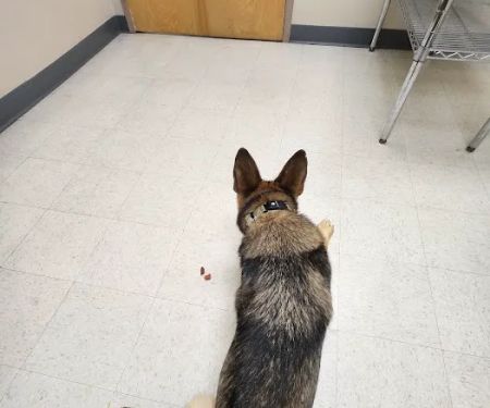 TLC Pet Hospital