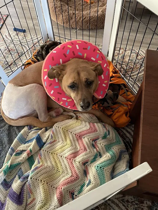 TLC Pet Hospital Picture 7