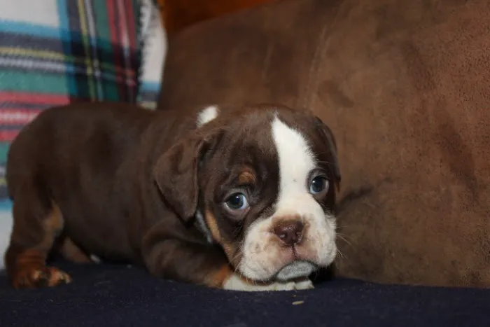 TLC Pet Hospital Picture 6
