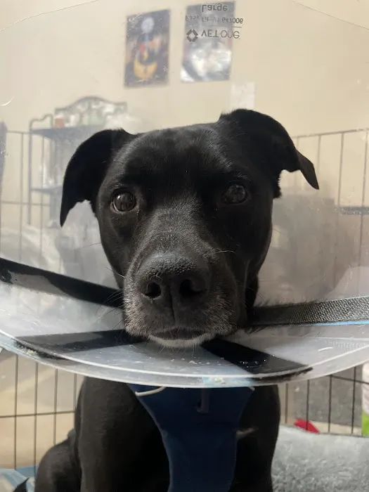 TLC Pet Hospital Picture 5