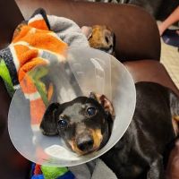 Sandia Animal Clinic ico
