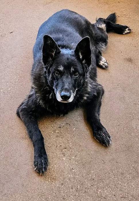 Sandia Animal Clinic Picture 4