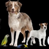 ABQ Mobile Vet ico