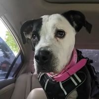 Eubank Animal Clinic ico