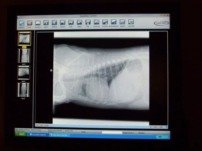 VCA Wyoming Animal Hospital Picture 10