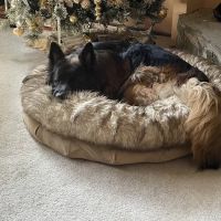 Academy Pet Hospital ico