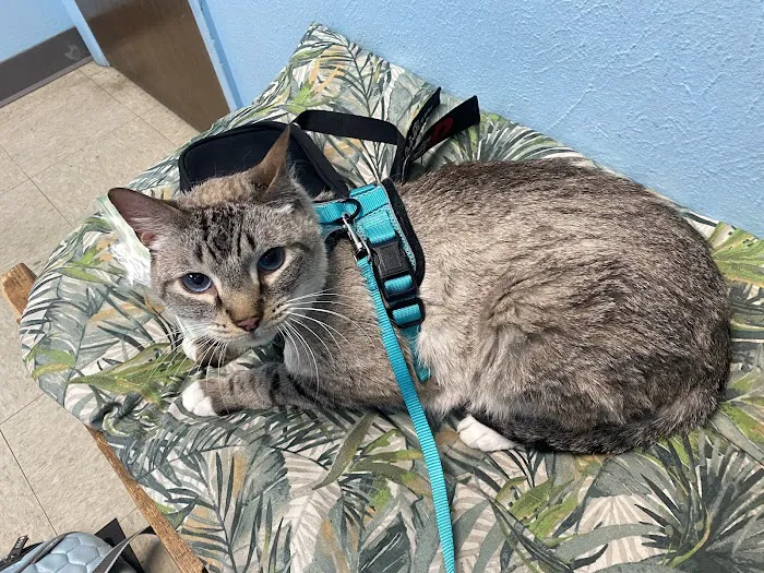 Academy Pet Hospital Picture 3