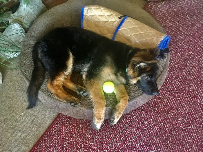 Academy Pet Hospital Picture 4