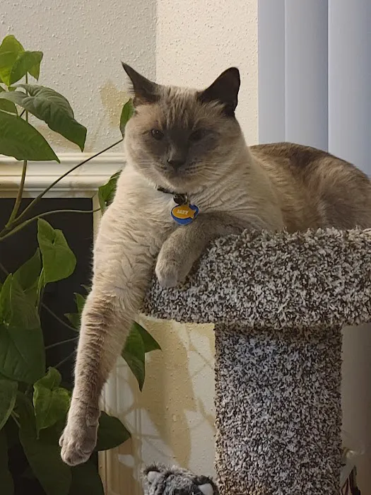 Academy Pet Hospital Picture 9