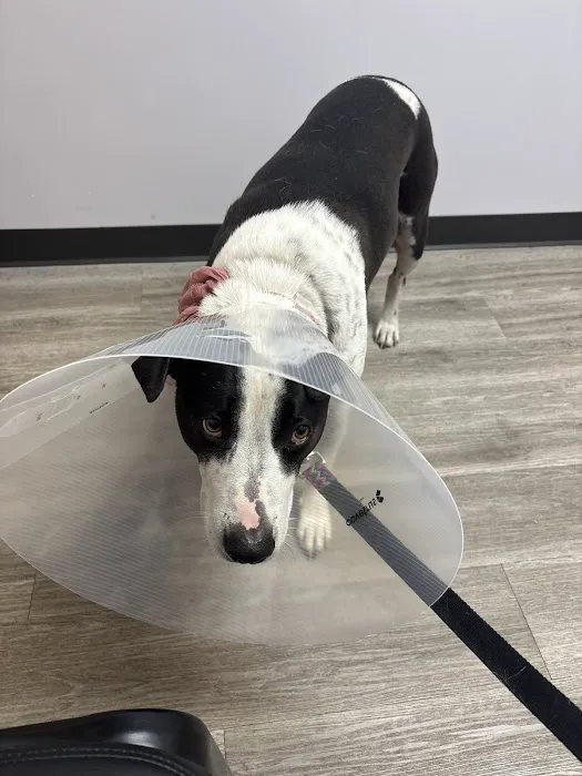 ABQ Pet Care Hospital Picture 10